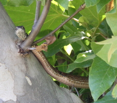 Masticophis flagellum piceus