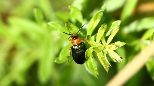 Sermylassa halensis