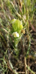 Castilleja rubicundula