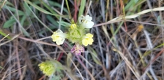 Castilleja rubicundula
