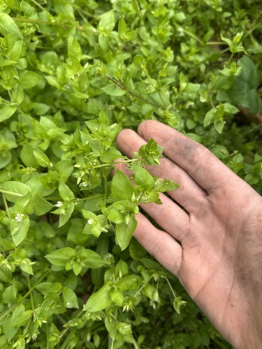common chickweed