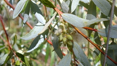Salix mucronata mucronata