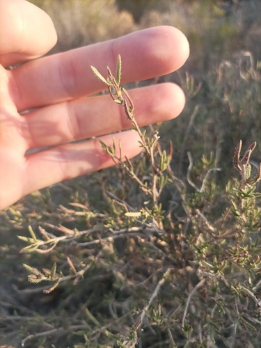 shrubby gromwell