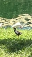 Amerikateichhuhn observed by juliannowinski