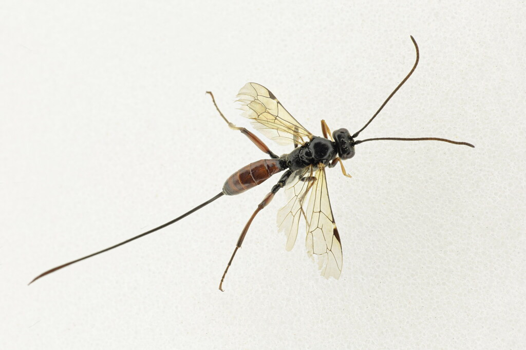 Procinetus