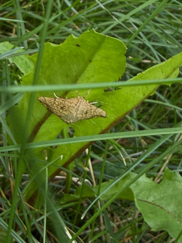Purple-backed Cabbageworm Moth