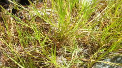 Hemarthria altissima