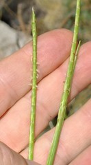 Hemarthria altissima