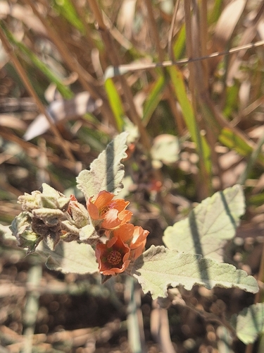 Sphaeralcea bonariensis, photograph 6