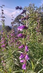 Penstemon gentianoides