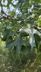 Quercus ellipsoidalis, photograph (c) Carter Ertel, some rights reserved (CC BY)