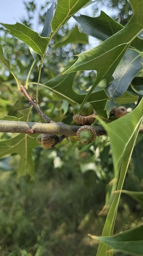 Quercus ellipsoidalis, photograph 6