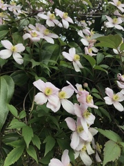 Clematis montana