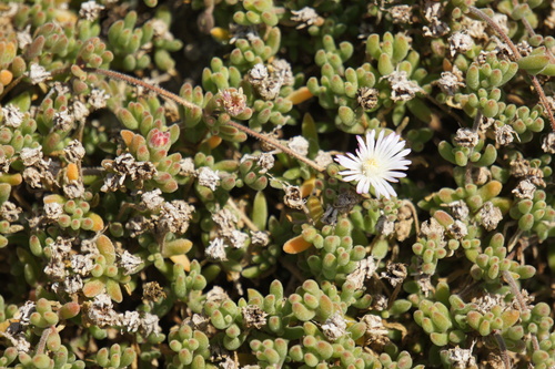 Drosanthemum floribundum