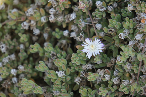 Drosanthemum floribundum