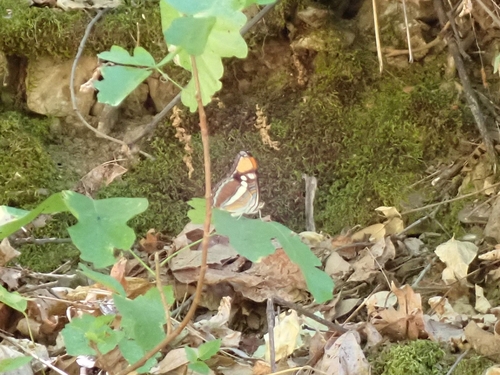 iNaturalist observation photo of California Sister
