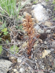Orobanche coerulescens
