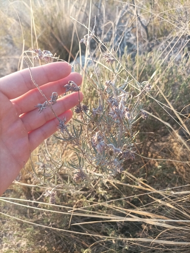 Syrian Rock-rose