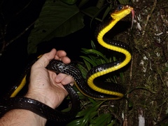 Chironius multiventris