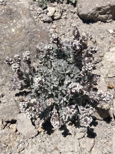 Smelowskia ovalis, 2026-08-09