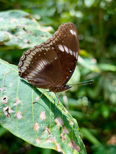 Great Eggfly