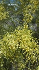 Parkinsonia microphylla