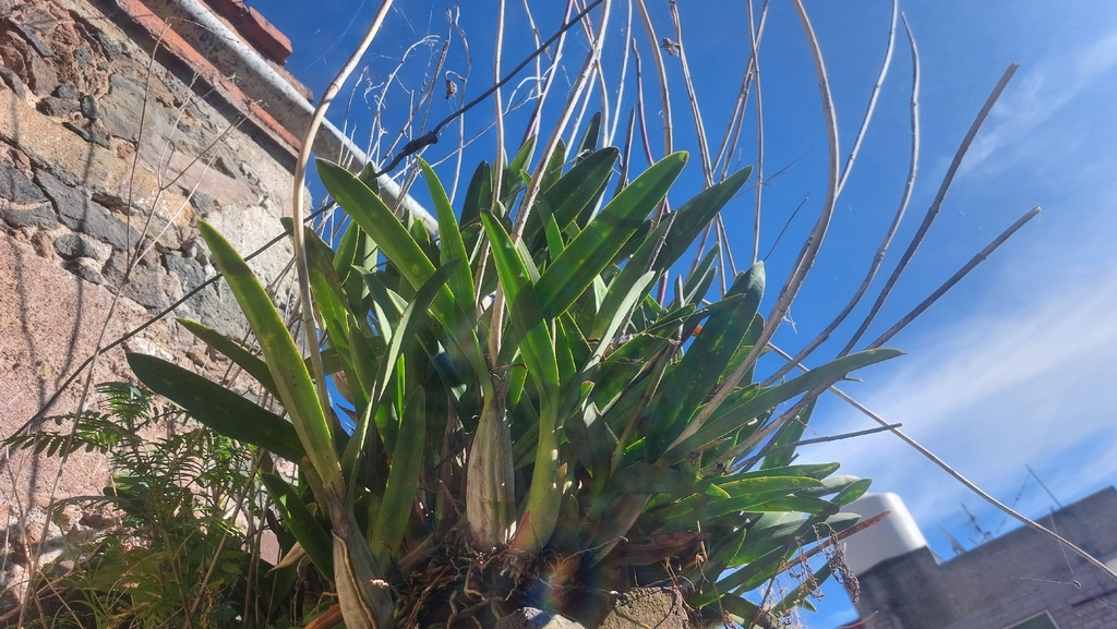 Laelia autumnalis; photograph author not stated, no rights reserved