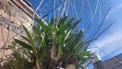 Laelia autumnalis