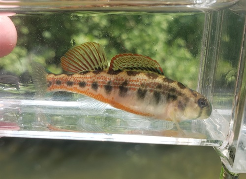 Cumberland Snubnose Darter