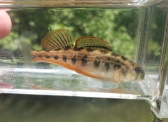 Etheostoma occidentale