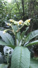 Solanum oblongifolium
