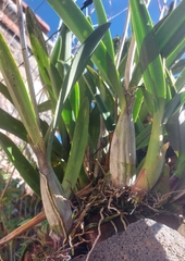 author not stated, no rights reserved Laelia autumnalis, photograph author not stated, no rights reserved
