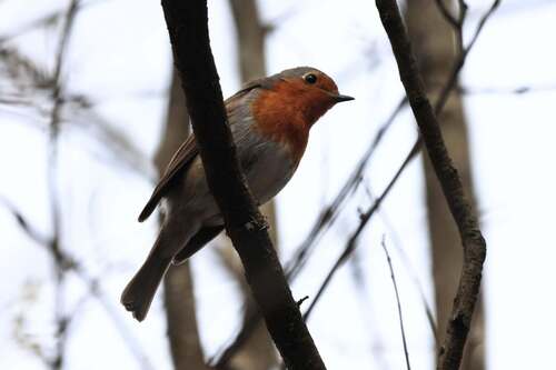European Robin
