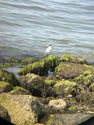 Common Tern observed by hayden_u
