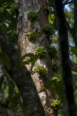 Ficus racemosa