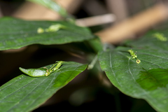 Stichoneuron membranaceum