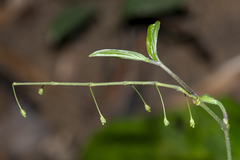 Stichoneuron membranaceum