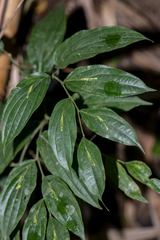Stichoneuron membranaceum