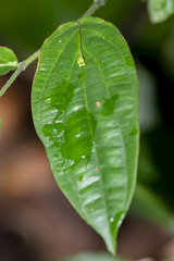 Stichoneuron membranaceum