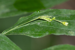 Stichoneuron membranaceum