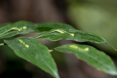 Stichoneuron membranaceum