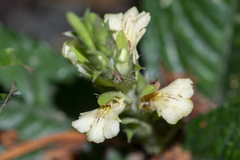 Acanthus leucostachyus