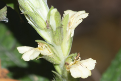 Acanthus leucostachyus