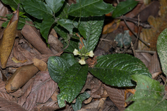 Acanthus leucostachyus