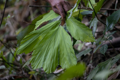 Wallichia oblongifolia