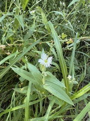 Stellaria radians, photograph (c) Nelya Garaeva, some rights reserved (CC BY)