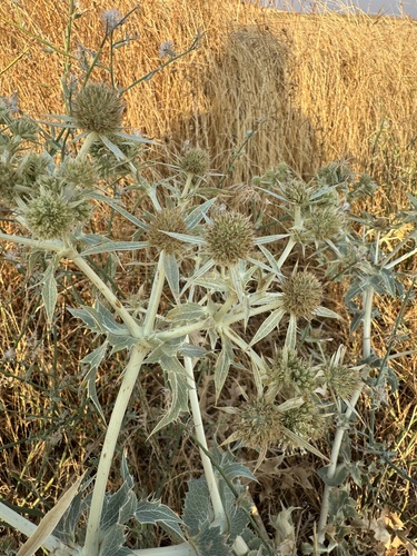 Field Eryngo