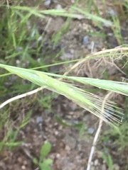Brachypodium distachyon