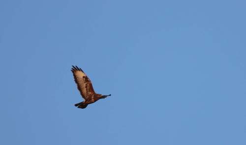 Common Buzzard