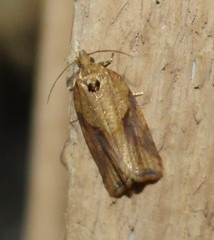 Argyrotaenia ivana